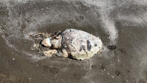 Tartaruga spiaggiata a Barletta, 17 maggio 2019
