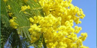 San Valentino: due pugliesi su cinque regaleranno fiori