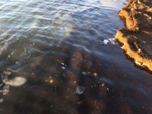 mare nero a Barletta