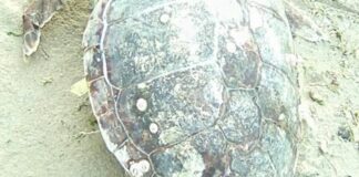 Mare letale, carcassa di tartaruga ritrovata in località Madonna dello Sterpeto