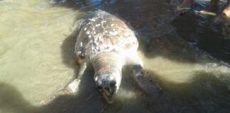Un’altra tartaruga morta: ritrovata una Caretta Caretta a Levante