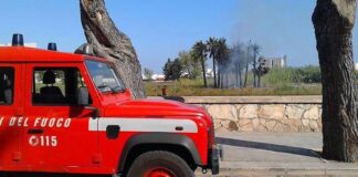 Viale Regina Elena, palmeto distrutto: colpa del caldo o atto doloso?