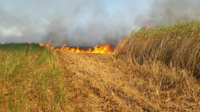 incendio zapponeta corpo forestale dello stato (2)