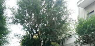 Olmo contestato in viale Marconi, c’è l’intervento della Bar.S.A.