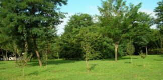 Riapertura del giardino tra via Leopardi, Manzoni e Dante Alighieri: il plauso del Comitato 167 di Barletta