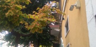 «Albero in viale Marconi, a breve chiarezza sull’intervento da realizzare»