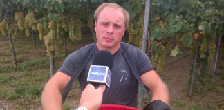 Vendemmia, Piazzolla: «Buona raccolta, no al caporalato»