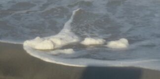 «In riva al mare a Levante c’era così tanta schiuma da sembrare neve»