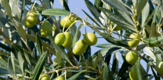 In Puglia crescono le vendite di olio extra vergine d’oliva
