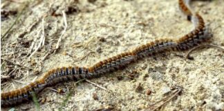 A Barletta torna la processionaria, la larva pericolosa per l’uomo e gli animali
