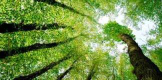 Nuove attività di manutenzione del verde cittadino in programma a Barletta monitoraggio ambiente, natura