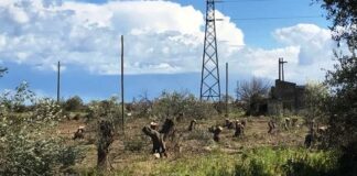 Via Trani, in corso l’eliminazione della vegetazione spontanea