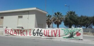 “Ridateci i 646 ulivi”, l’appello di Barletta al Giro d’Italia