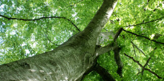 Patrimonio arboreo di Barletta, riparte il trattamento fitosanitario verde pubblico