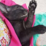 Gattino abbandonato e lanciato da auto in corsa