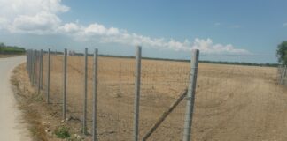 300 piante di ulivo sradicate in un terreno, multa salata per il titolare di una ditta