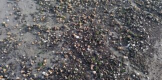 Barletta, spiaggia invasa dai caparroni di mare