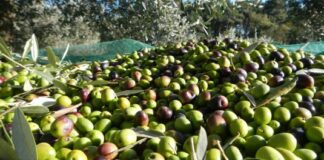 Olive rubate sulla 16 bis all’altezza di Barletta, recuperate a Stornara
