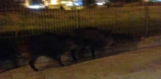 Tre cinghiali avvistati sul lungomare Pietro Mennea