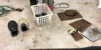 Datteri sequestrati a Bisceglie, operazione della Capitaneria di Barletta