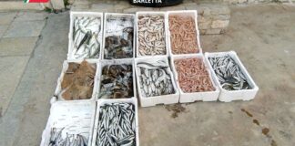 Guardia Costiera, sequestrato materiale ittico a Barletta