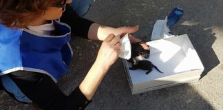 Cuccioli di gatto abbandonati in via Bonanno, intervengono i Vigili del Fuoco