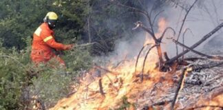 Prevenzione incendi boschivi estivi, l’ordinanza del commissario prefettizio Tufariello