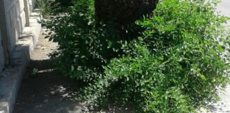 Erba incolta e pavimentazione irregolare sui marciapiedi di Via V. Veneto