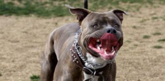 Maltrattamenti a un cane, denunciata una donna a Barletta