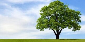Il Movimento AMICO organizza un flash mob per gli alberi del quartiere Medaglie d’oro