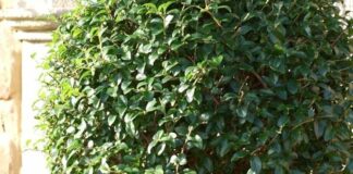 Verde pubblico, sostituzione di cinque pini con altrettanti ligustri in via Vitrani