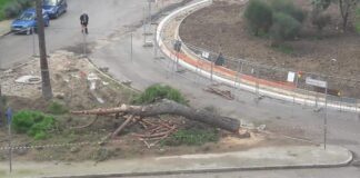 Molti alberi tagliati in città, Ricatti: «Presto sostituiti»