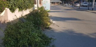 C’è un albero abbandonato in via delle Belle Arti