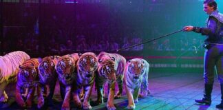 “Stop al circo”: la richiesta di ENPA Barletta