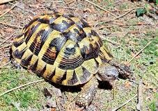 Sequestrate 24 tartarughe protette dai Carabinieri Forestali