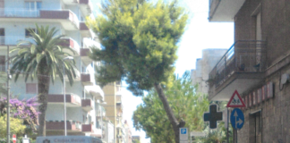 Rimozione pino via D’Aragona, albero ammalorato e pericoloso