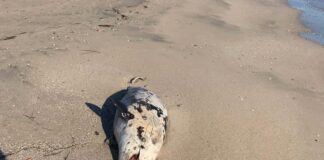 Mare grosso, un delfino e una tartaruga spiaggiati a Barletta