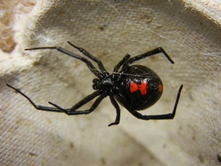 Vedova nera