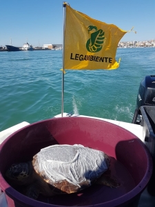 Liberazione tartarughe Manfredonia