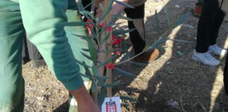 “Piantiamo il futuro”, lo Spi Cgil mette a dimora alberi a Barletta