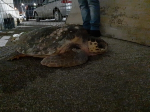 caretta caretta barletta