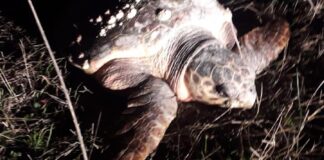 Tartaruga marina in piena campagna, mistero a Barletta