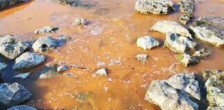 Alga rossa a Barletta, ma non è tossica. VIDEO