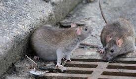 Trattamenti contro mosche, zanzare e topi: si parte a Barletta