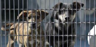 Importanti lavori effettuati al rifugio comunale per cani di Barletta,