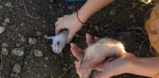 Gattini abbandonati in un sacchetto di plastica: salvati da una passante
