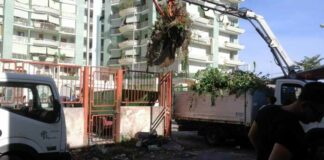 Immobile “A.U.S.L.” in via Dimiccoli, intervento straordinario di rimozione vegetazione