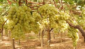 Vendemmia Bari-Bat, mai così male negli ultimi 40 anni: la denuncia della Cia Levante