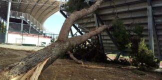Maltempo al Puttilli, un albero si spezza e cade sulla curva