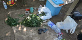 Piantagione di marijuana scoperta e sequestrata in località “Callano”: arrestati 3 barlettani